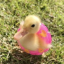 Abigail Hoernschemeyer