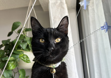 Kaiya