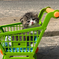 I'm Not a Cat