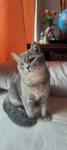 Sara