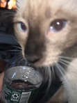 Angelo