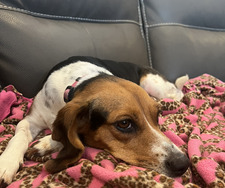 Maggiemid