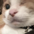 mj