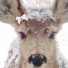 ੈ✩ ellie ‧₊˚