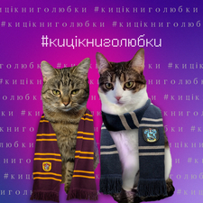 #кицікниголюбки