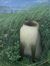 shallot