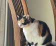Lynne