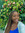 Teah