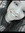 Bree