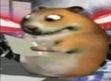 Hamster
