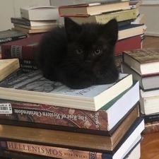 Laura  ꒰˵• ﻌ •˵꒱ ♡