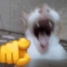 Lucas R