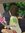 hanami