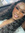 Deneshia Robinson
