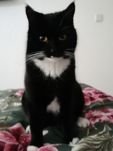 Sascha