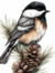 Chickadee