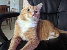 Dani