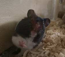 Ellifo45