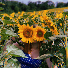 sunflowervol6
