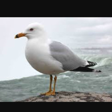 Kevin