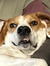 Ray Bettis