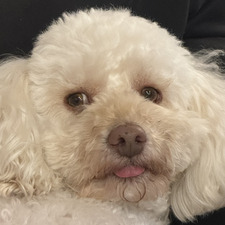Bella 
