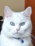 Kitsal