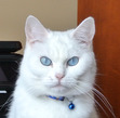 Kitsal