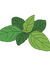 Basileaf