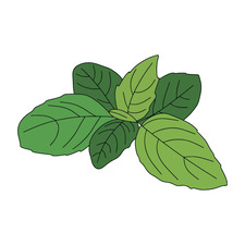 Basileaf