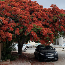 آيات العيساوي