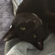 Ada