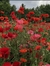 Poppy