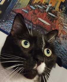 Anastasios Makrynoris