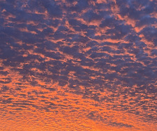 Cookie Claire Becker