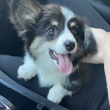 Zoey Nelson