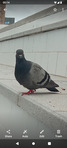 Péist