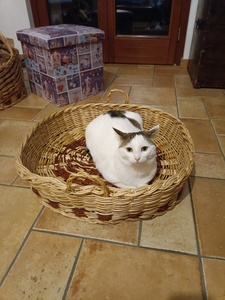 Hypatia 'Free Palestine, Stop Genocide'