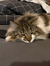 Gergely