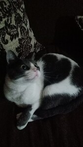 Kxtita