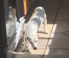 Serenity Orozco Nicol