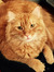 Tabitha
