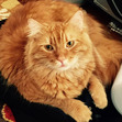 Tabitha