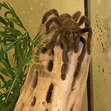 Meg