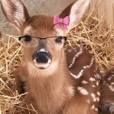 Kinga
