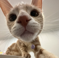 amanda ૮ ˶ᵔ ᵕ ᵔ˶ ა