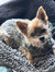 Lola
