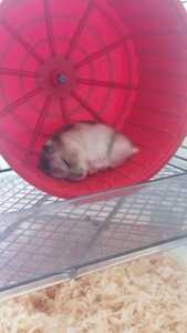 Nesquik e Cordombleau