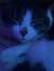 Mabli