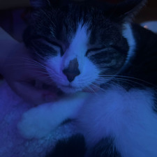 Mabli